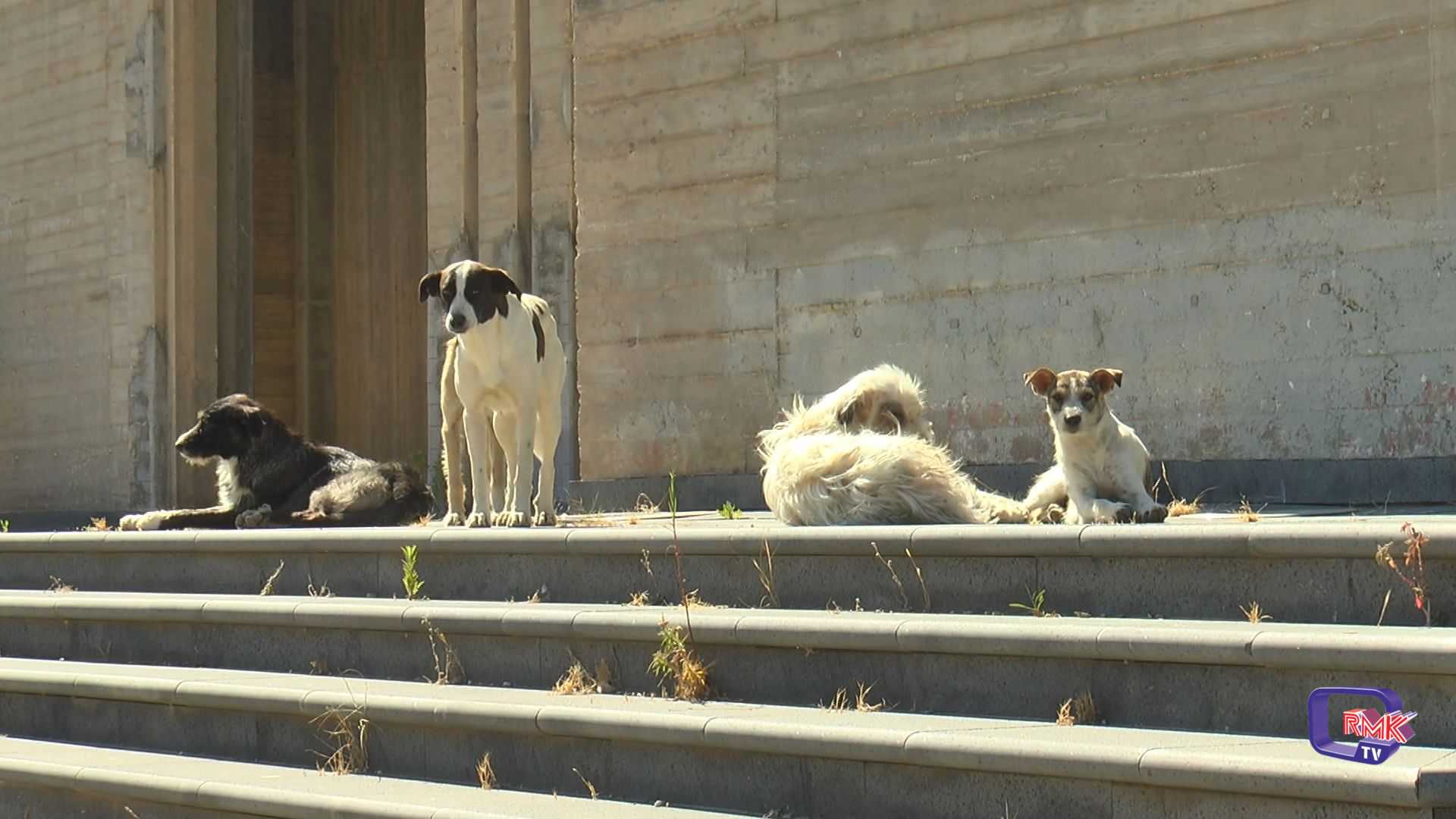 Randagismo.  Regione impone ai comuni l’obbligo di resoconto delle attività svolte